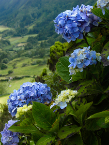 Sauvage par nature aux Açores